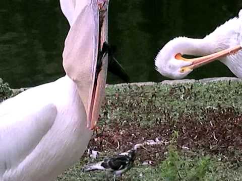 Pelican Eating a Pigeon