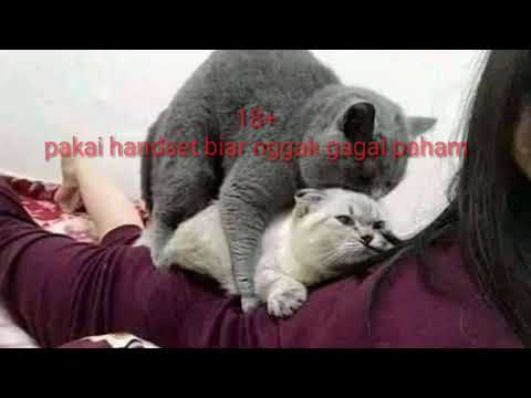 pemersatu bangsa