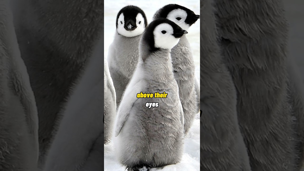 Penguins can turn salt water into fresh water? 🐧 #shorts #animalfacts #penguin
