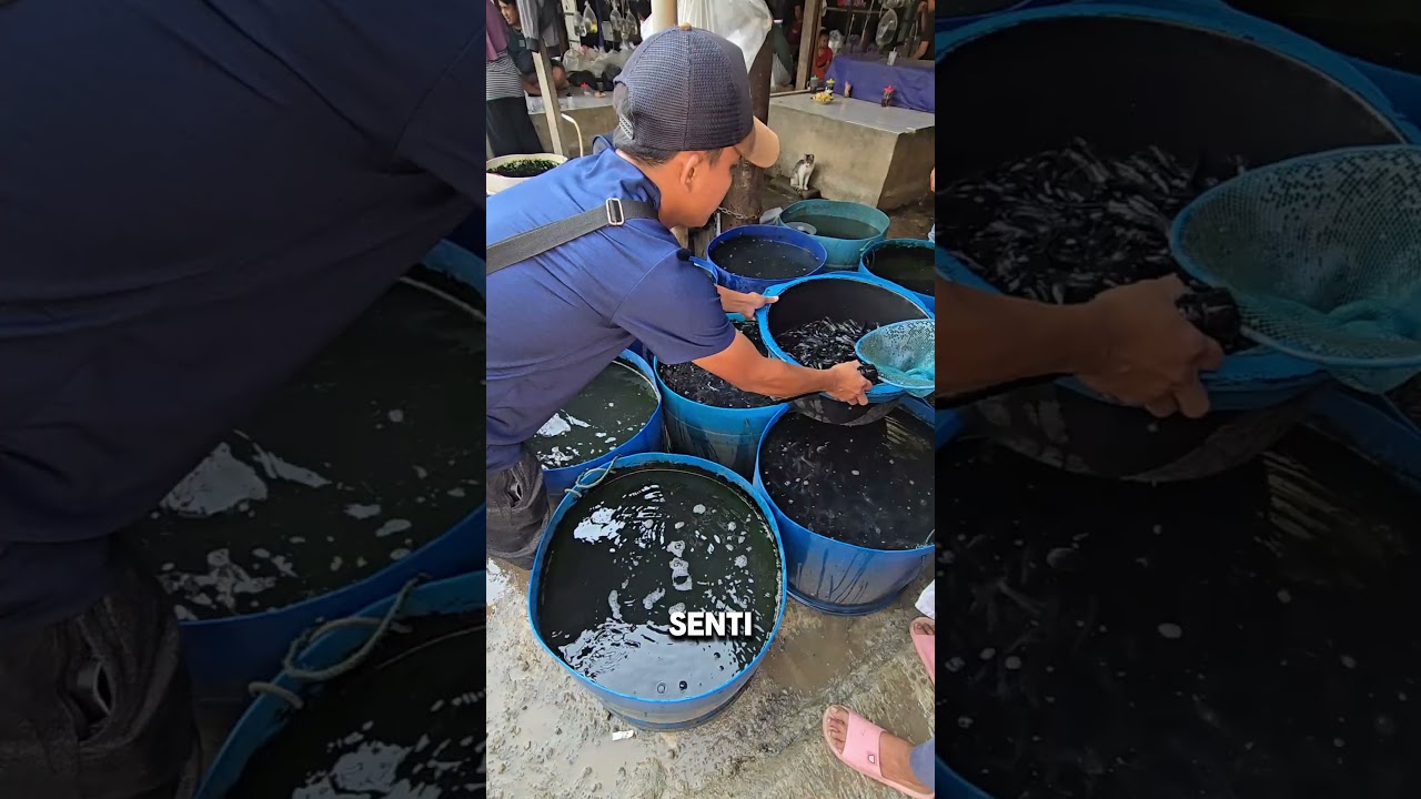 PENJUAL BIBIT LELE DI PASAR PARUNG‼️