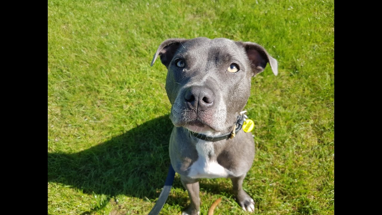 Penny - Staffordshire Bull Terrier - 2 Weeks Residential Dog Training