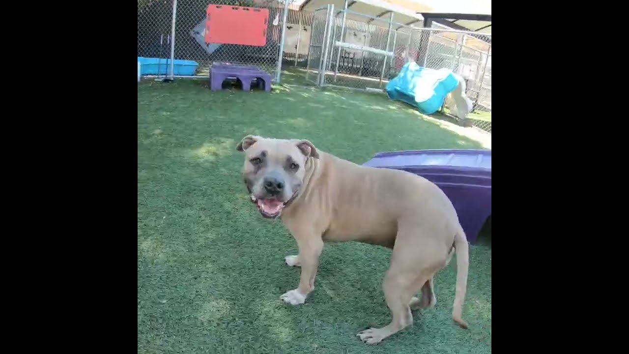 Penny #A5498592