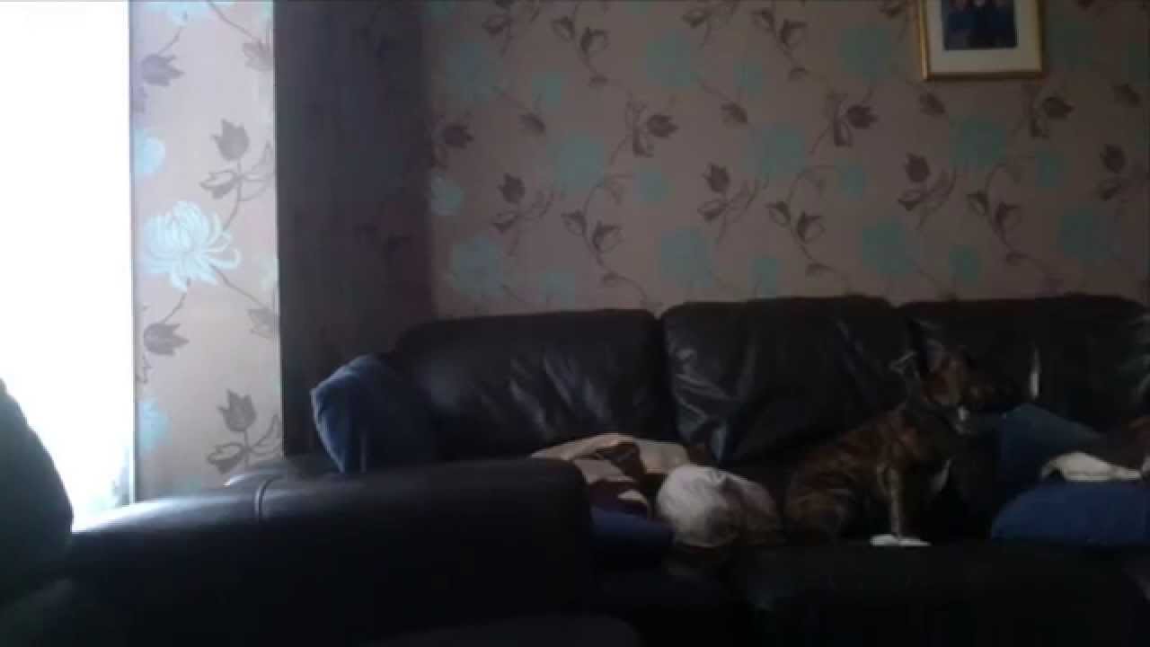 Penny- Crazy Staffordshire Bull Terrier Puppy