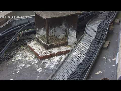 Peregrine falcons webcam 2025