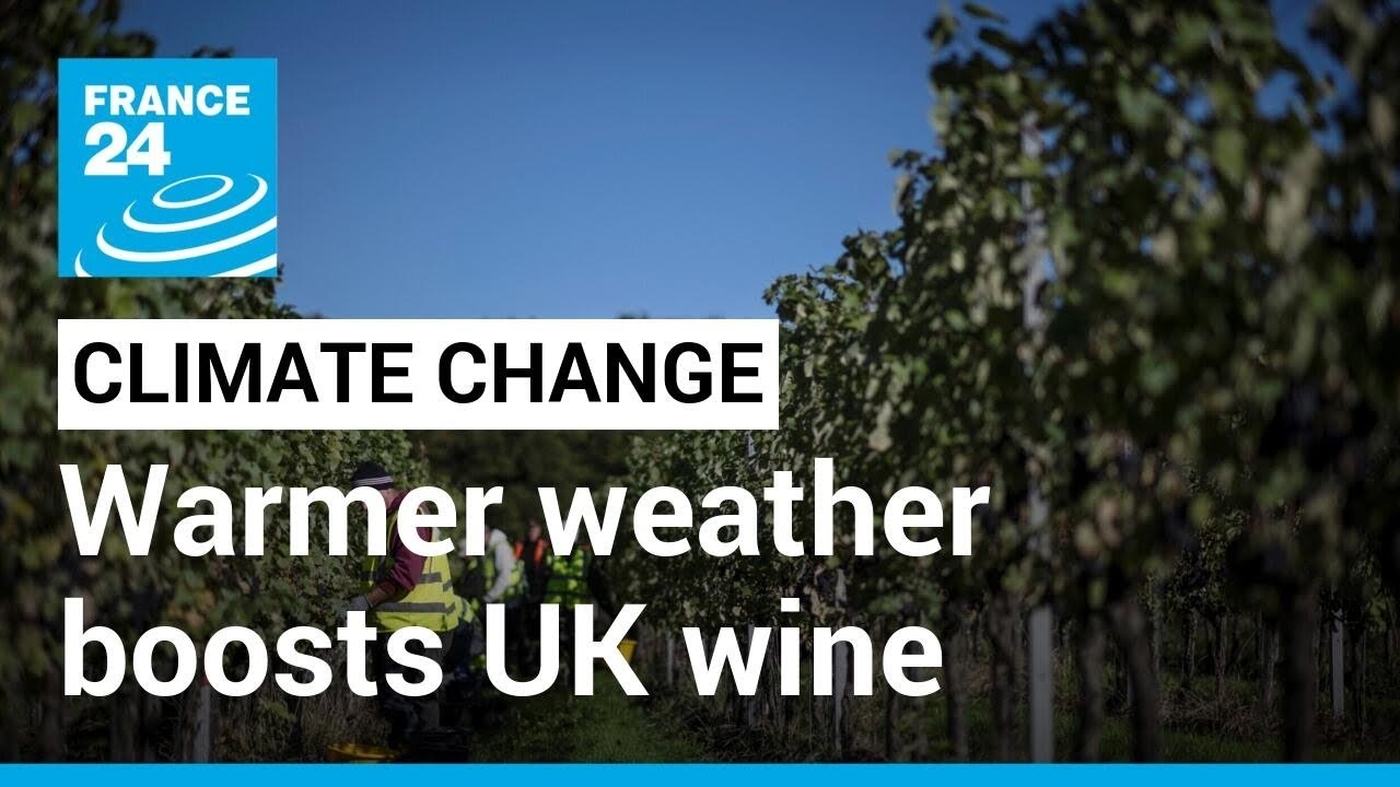 'Perfect climate': Global warming heats up UK winemaking • FRANCE 24 English