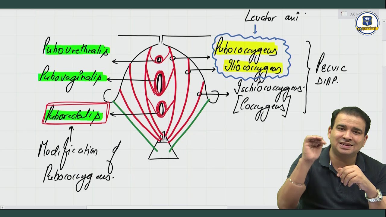 Perineal Pouches - Anatomy by Dr. Ashwani Kumar