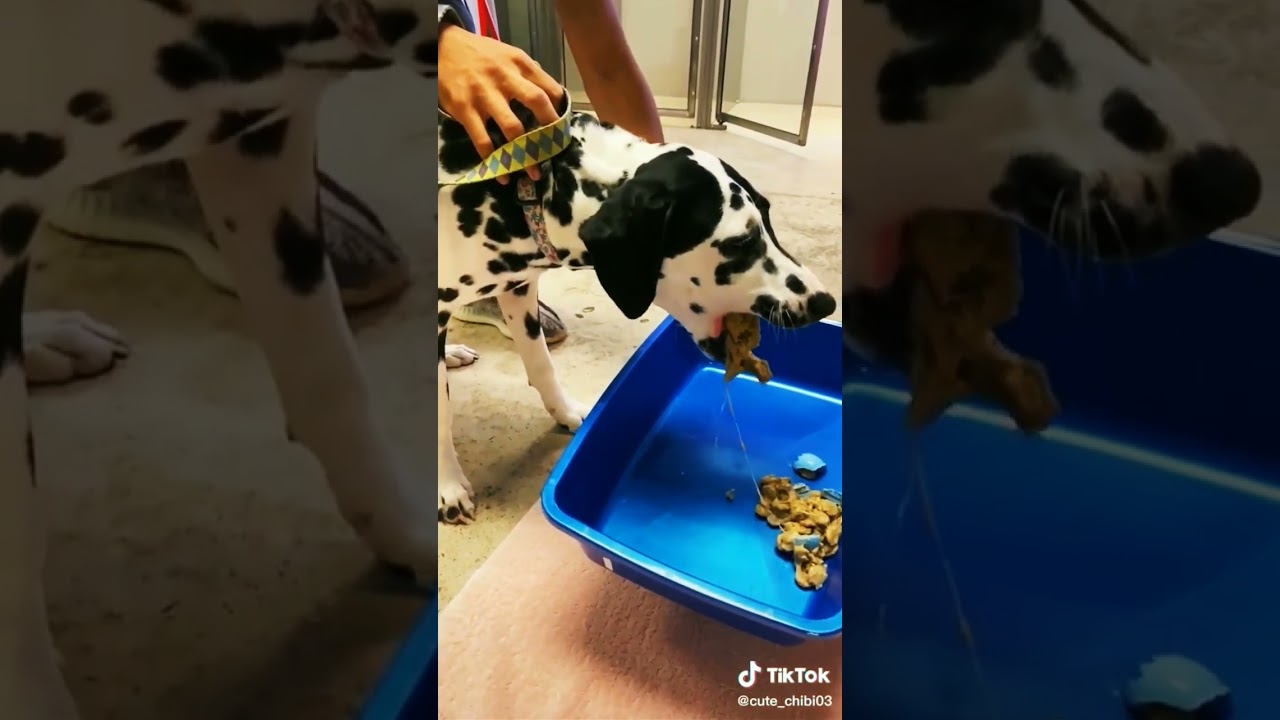 *Perro vomita*