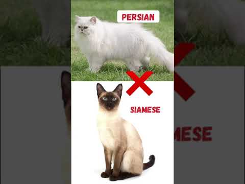 Persian cat crossbreed 😜
