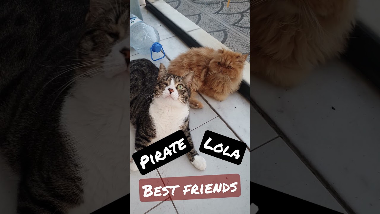 Persian Cat Lola and Tabby Cat Pirate are best friends.