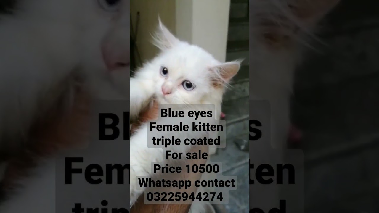 Persian kitten blue eyes female for sale. 6/8/2022