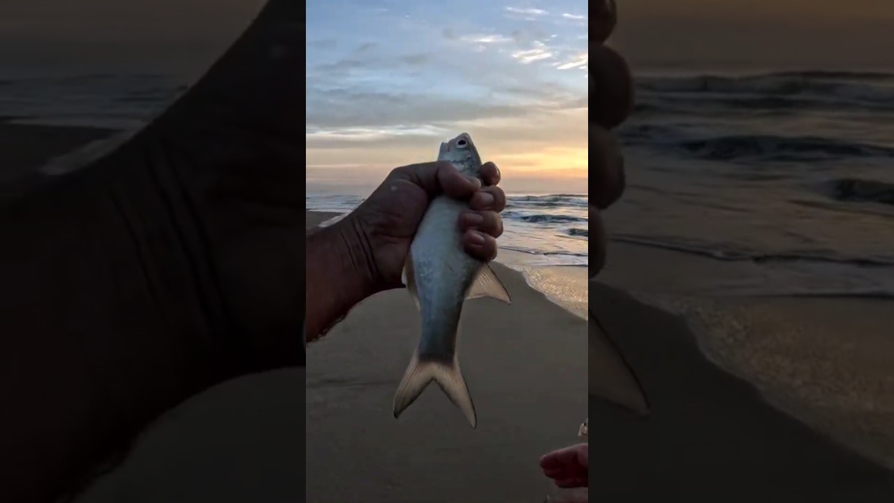 Pescaria de praia sempre tem o Parati Gato. #fishing #amanhecer #pescadepraia