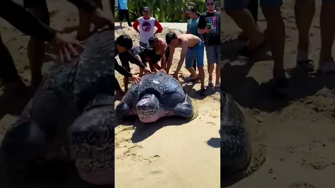 Pessoas ajudam tartaruga marinha gigante na praia #shorts