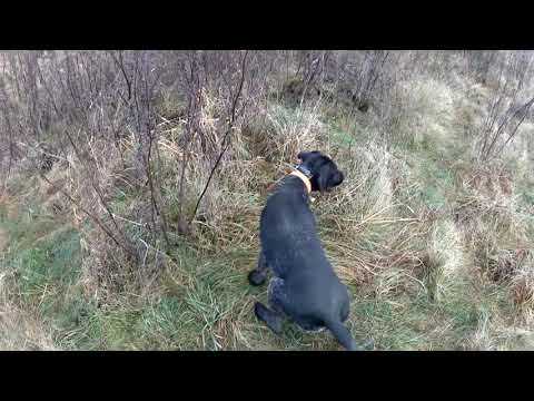 Pheasant hunting. Fácán vadászat. Vadászkutyák munkában (Deutsch Drahthaar)