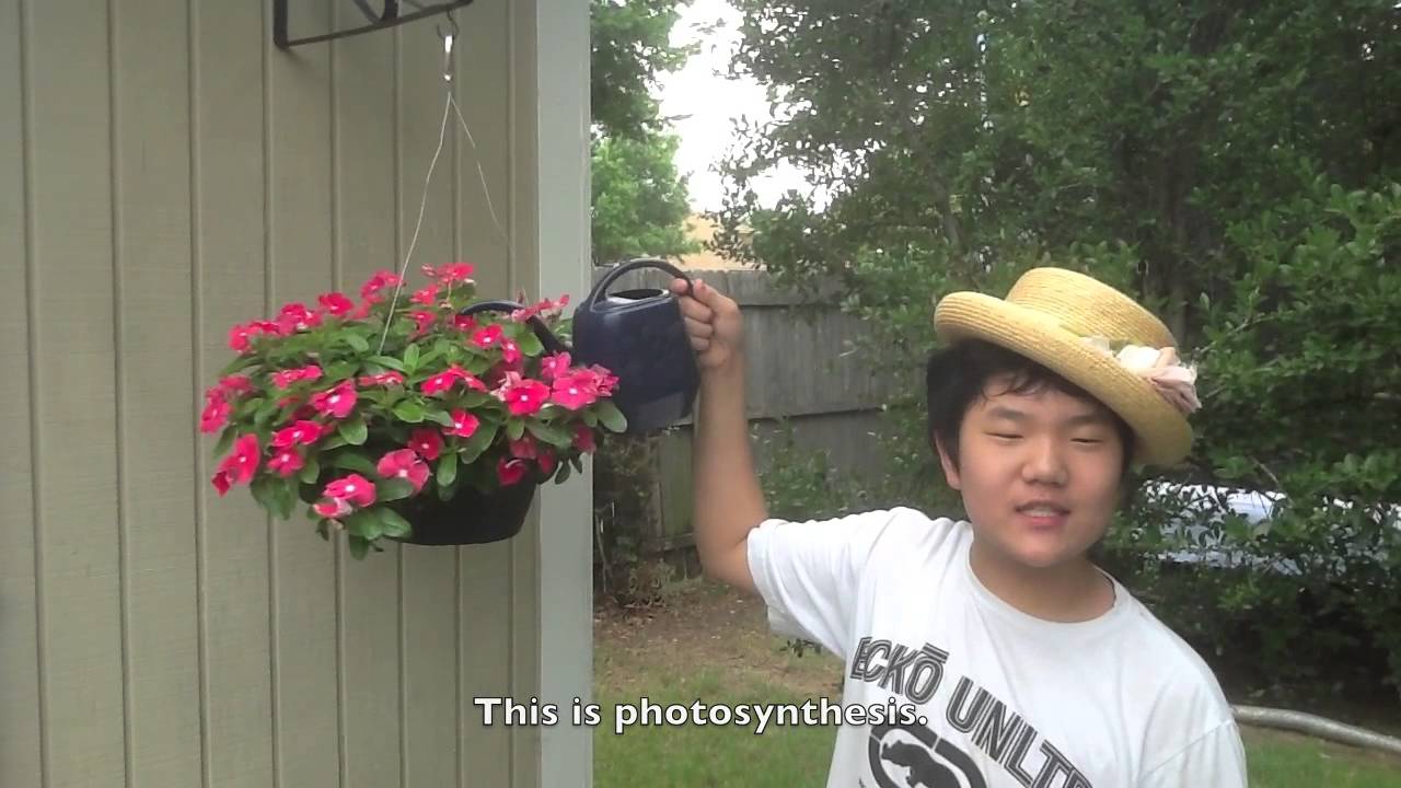 Photosynthesis - Thrift Shop