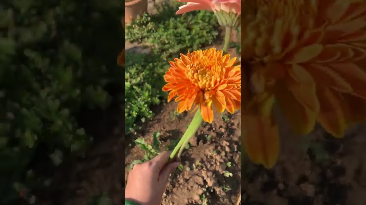 Picking flower daisy #fypyoutube #trendingshorts #fypviral #shortsvideo #flowers #trending #daisy