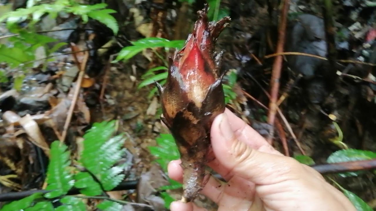 Picking Wild fruit/ Puso-pusoan/Nakakatibi