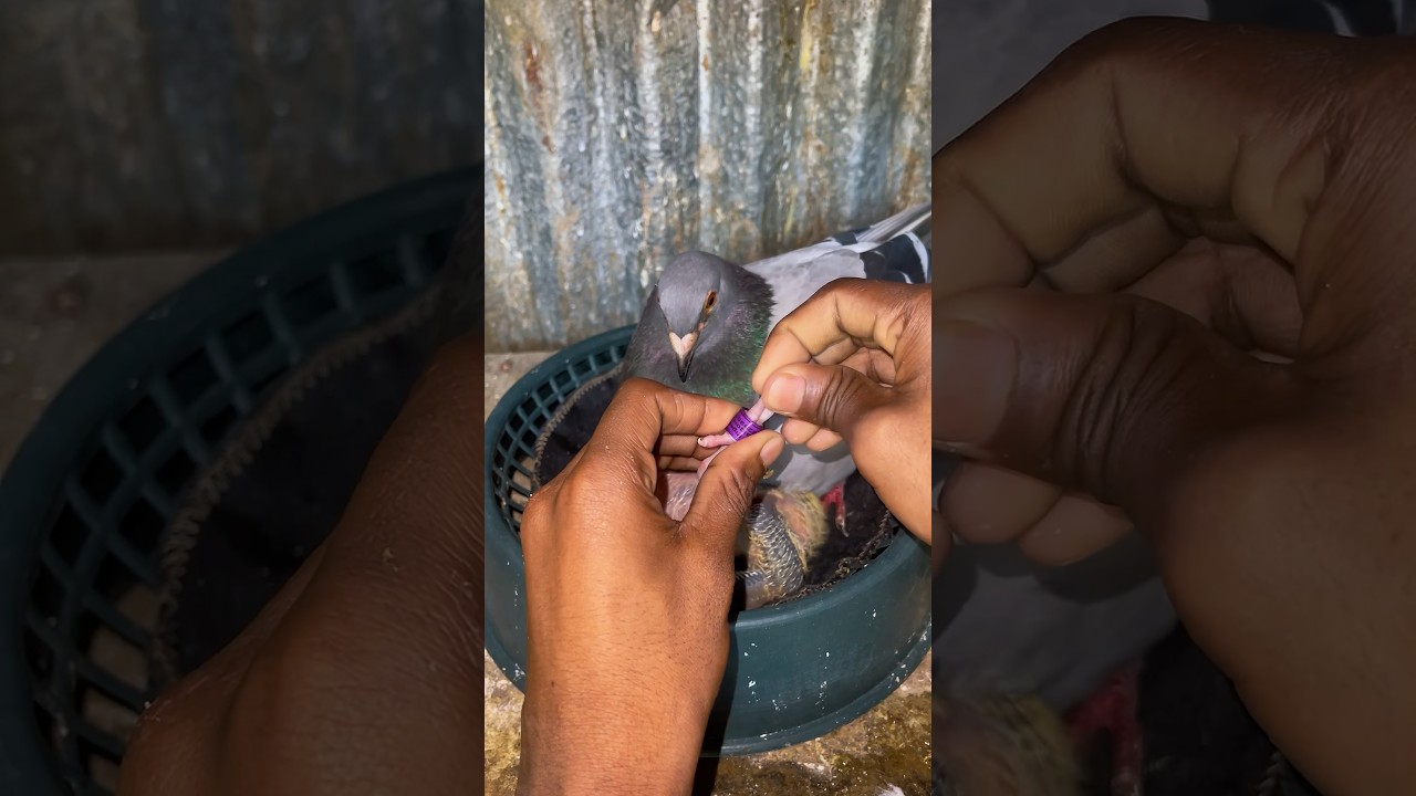 pigeon leg ring #pigeon #ring