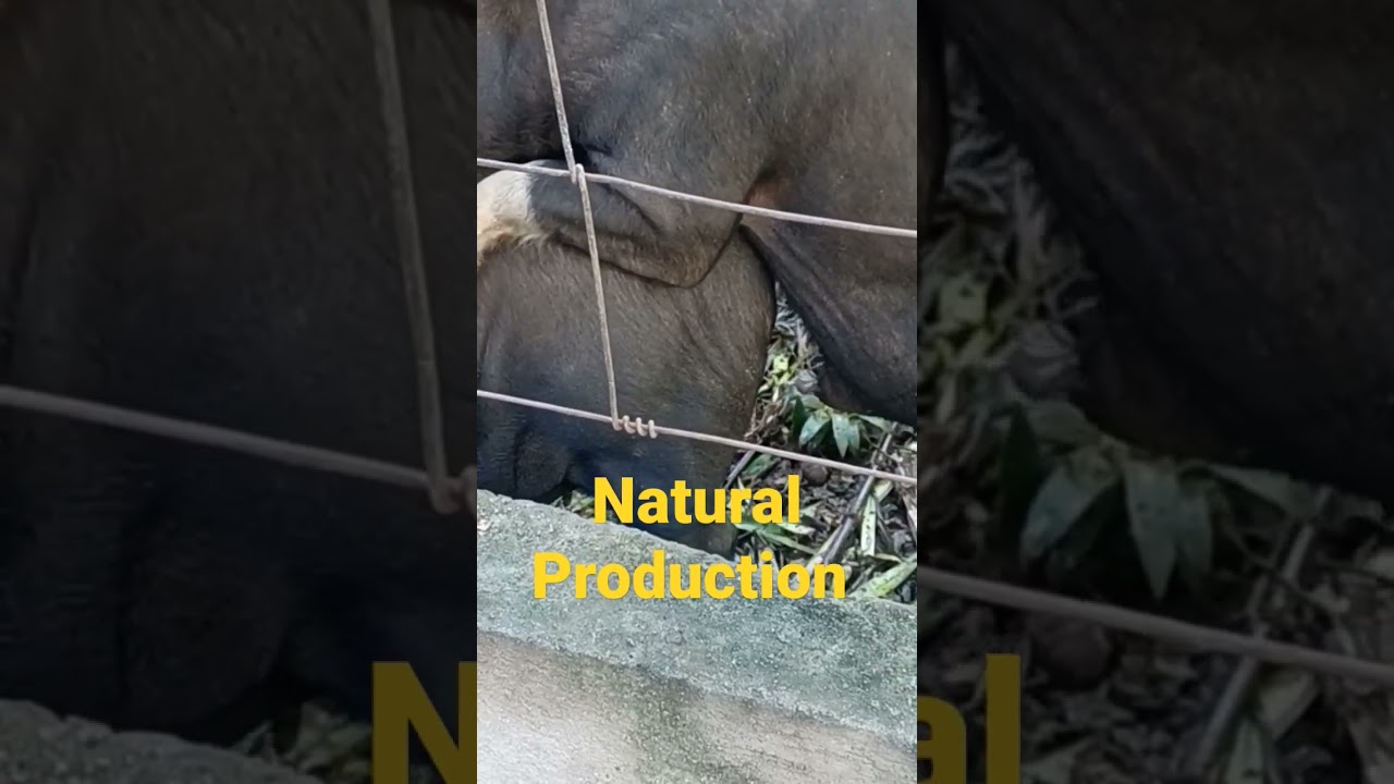 pigs Love