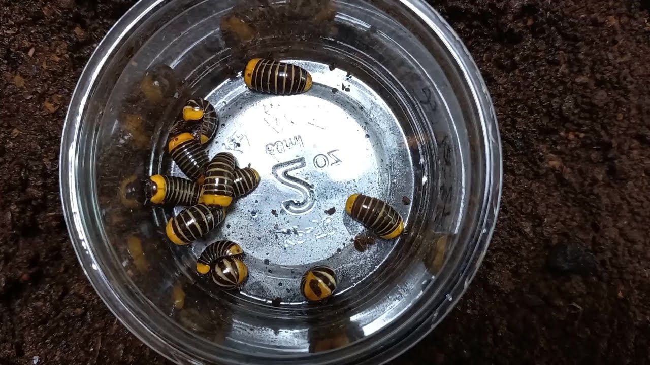 Pill millipede newcomers