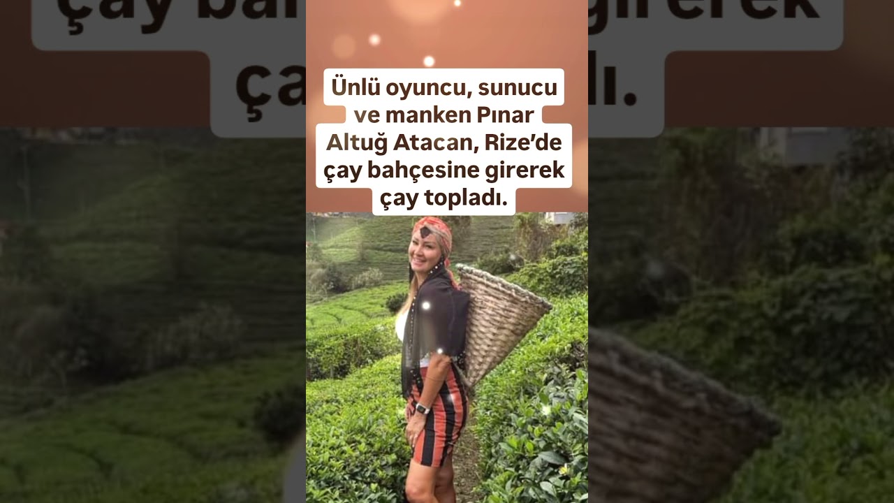PINAR ALTUĞ RİZE'DE ÇAY BAHÇESİNE GİREREK ÇAY TOPLADI..YAĞMUR ATACAN