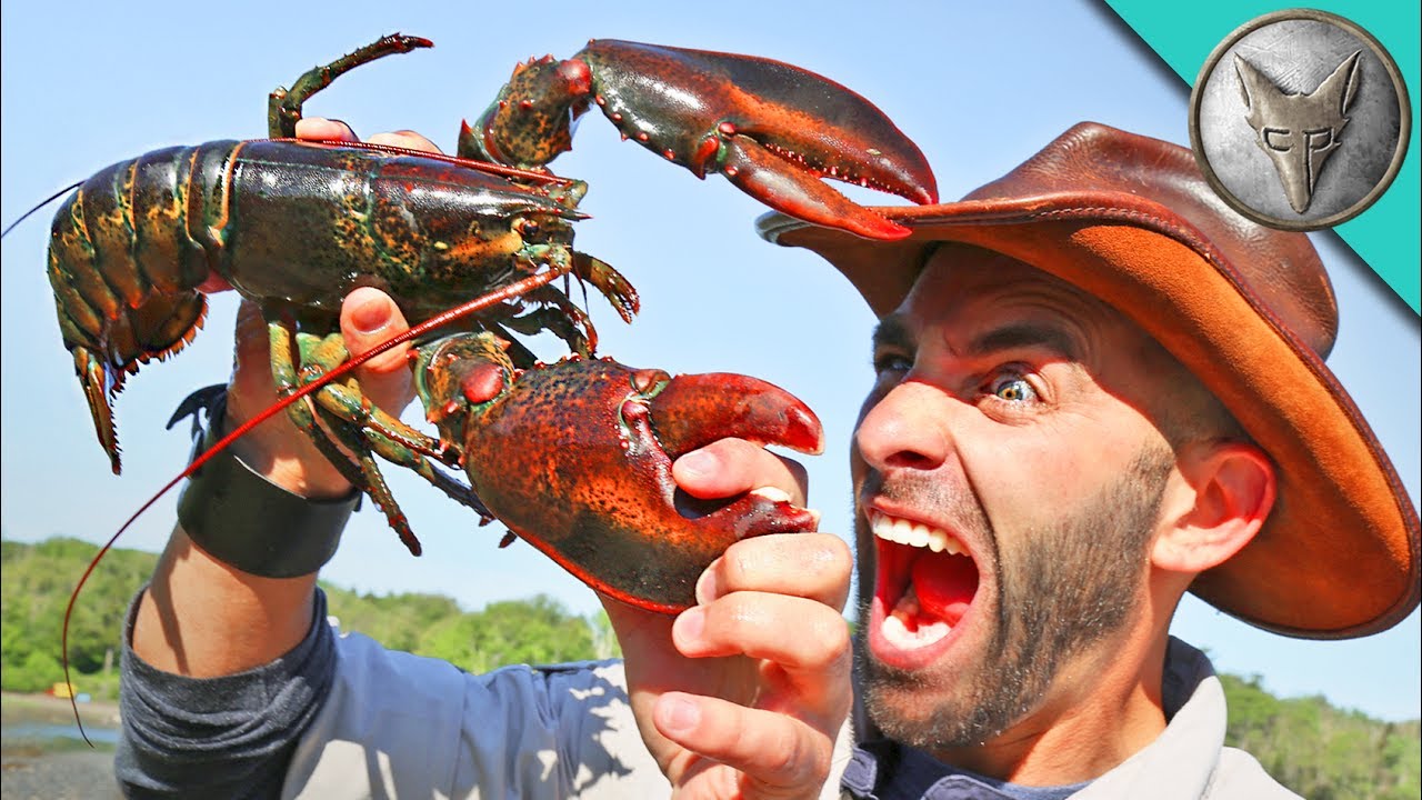 PINCHED by a LOBSTER!