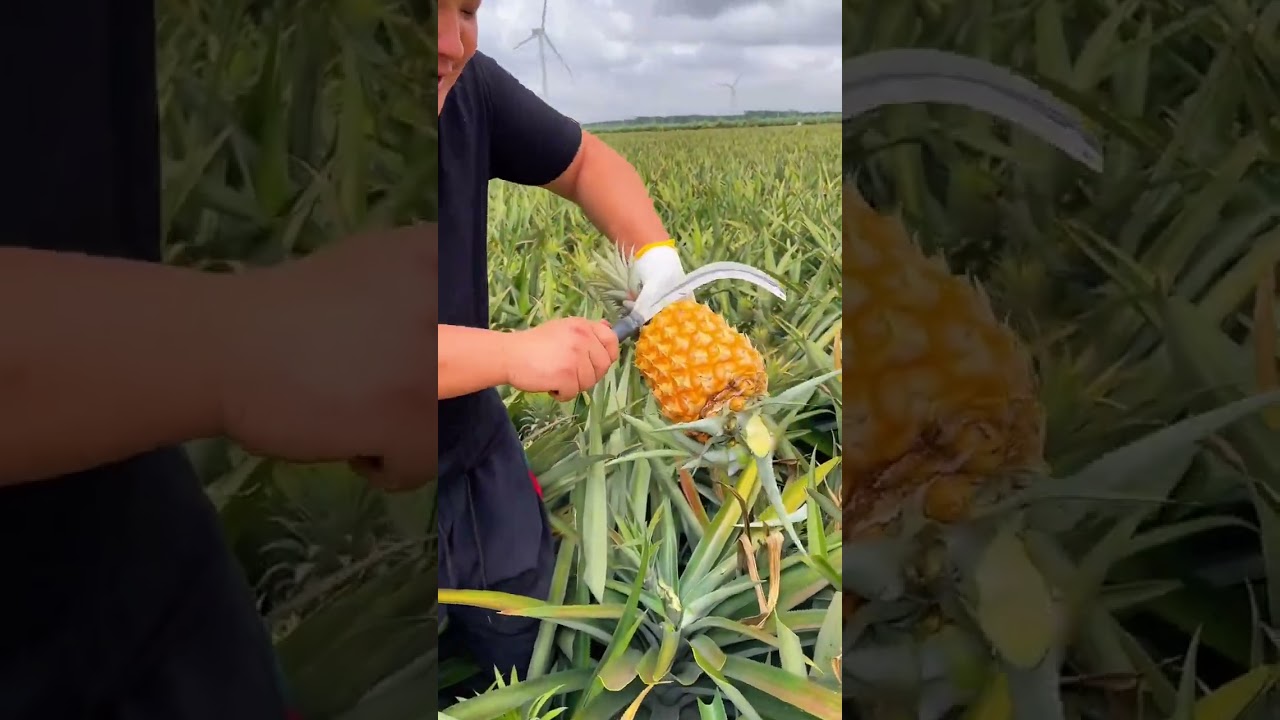 Pineapple so fresh and sweet - For fruit lovers
