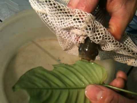 piranha bite test