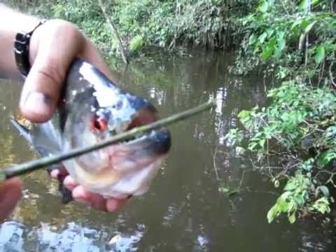 Piranha Scissors