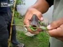 Piranha-bite test
