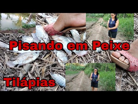 Pisando em Peixe 🤤🤤🤤🤤#Tilapias..