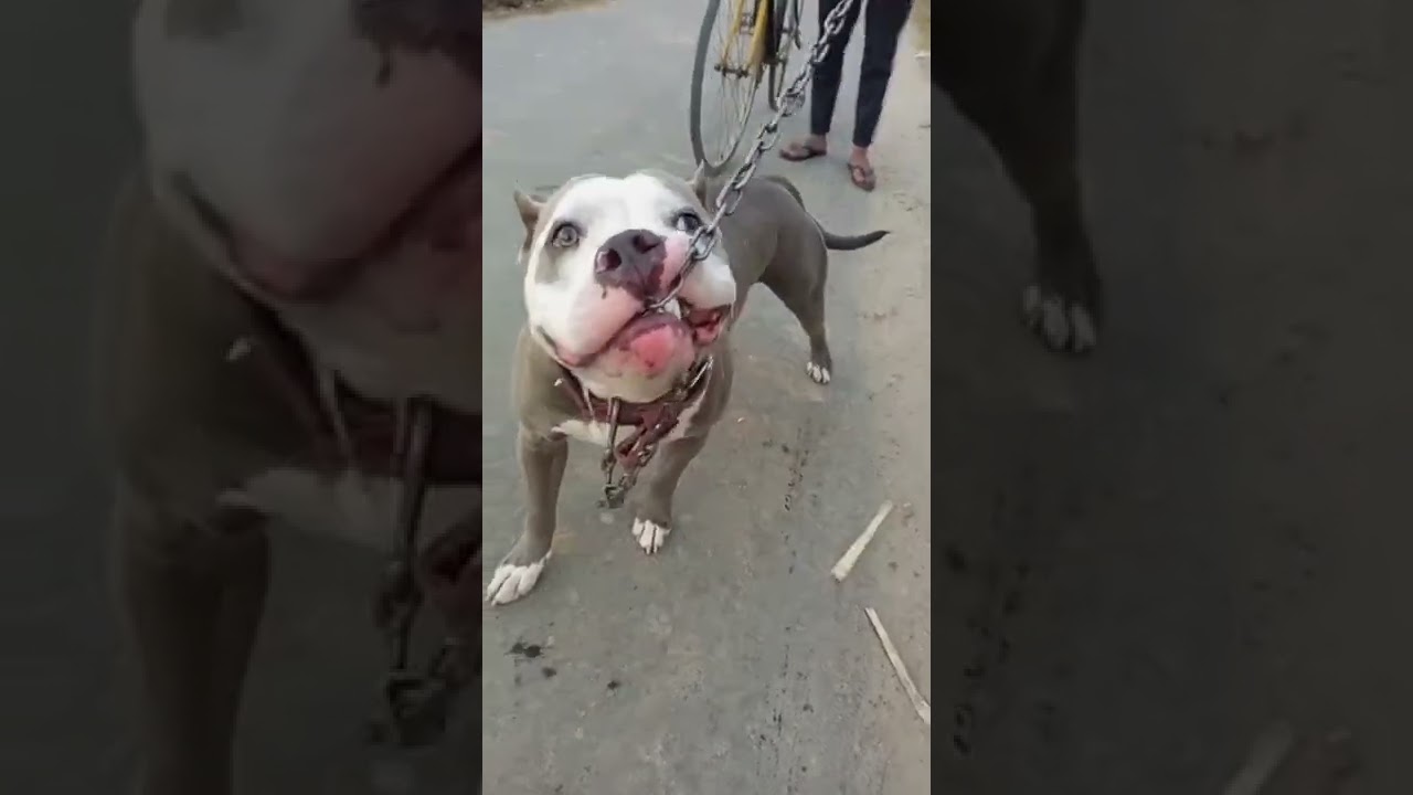 pitbull dog lock lag gya 😈😈😈