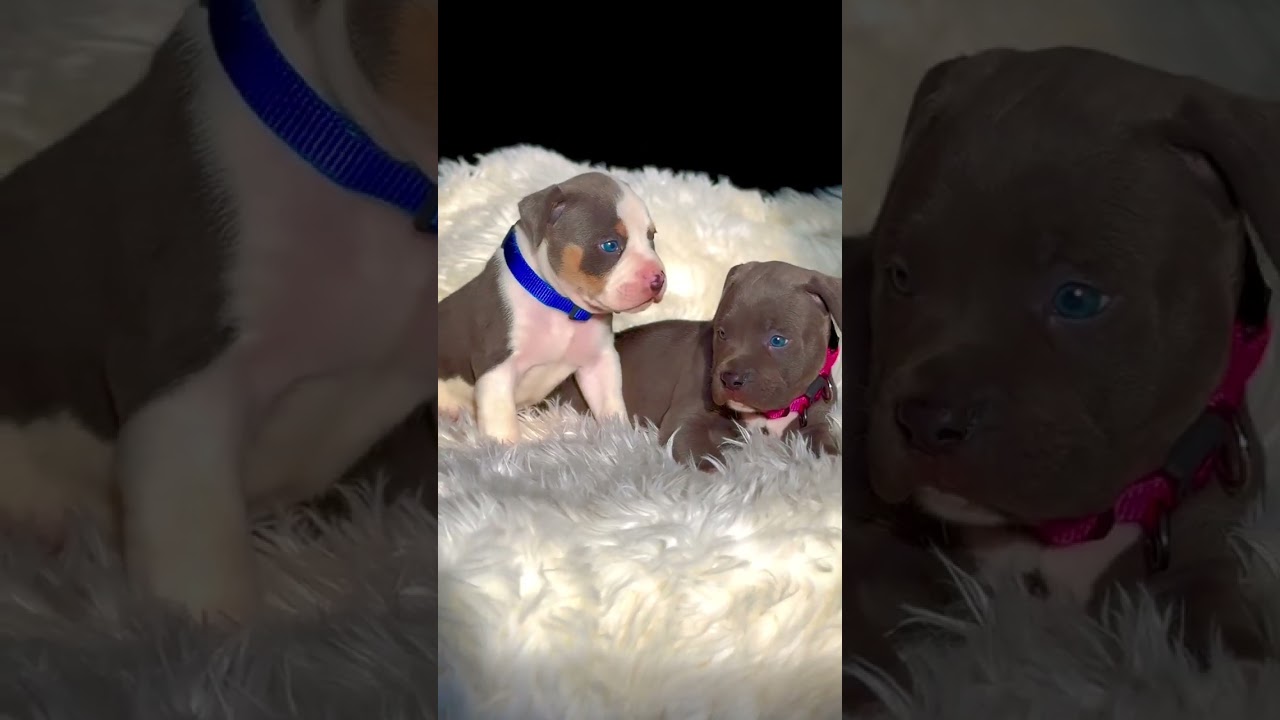 pitbull puppy 1 month #dog