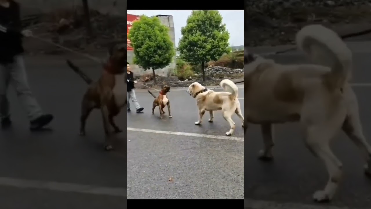 Pitbull vs Alabai🔥 Most aggressive fight ever😱😱😱 #dogs