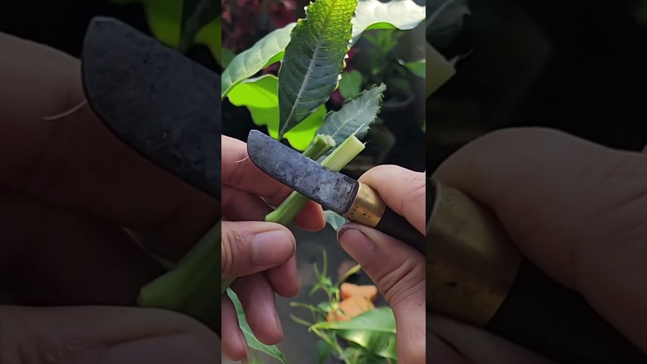 Plant grafting and tree care techniques #2613