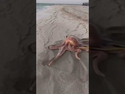polvo na praia #praia #animals #polvo #brasil #sol #cat #gato #mundo #polvos #cadeau #new #viral