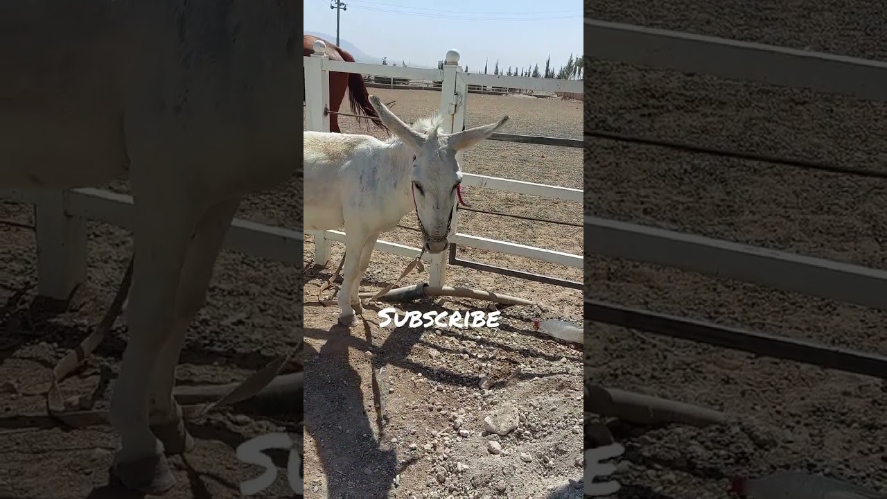 Poor Donkey