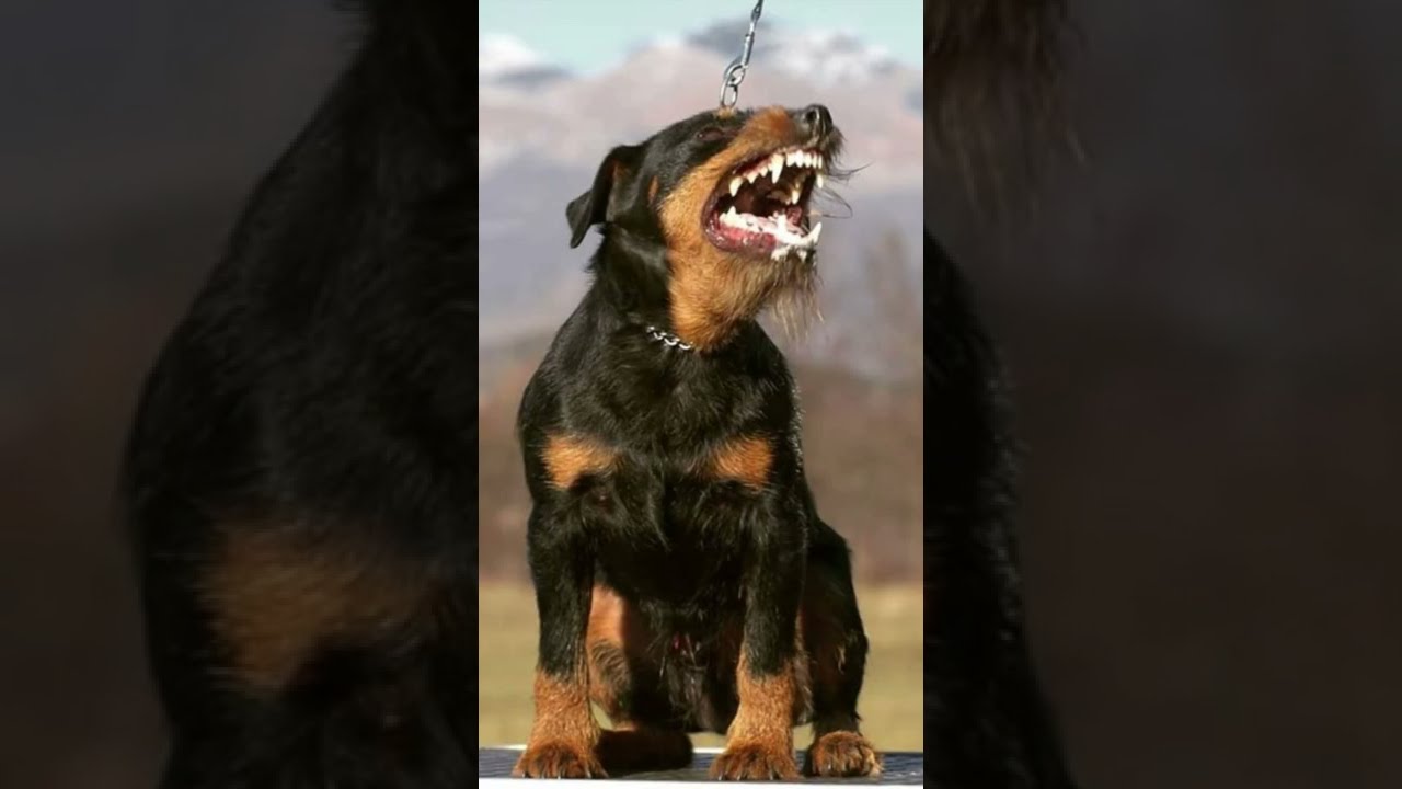 🐗¿Por qué crearon el Jagdterrier?