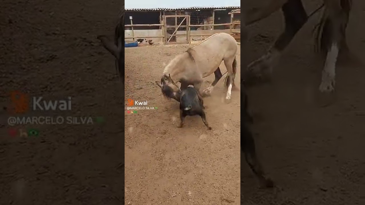 porco X cavalo 🐎