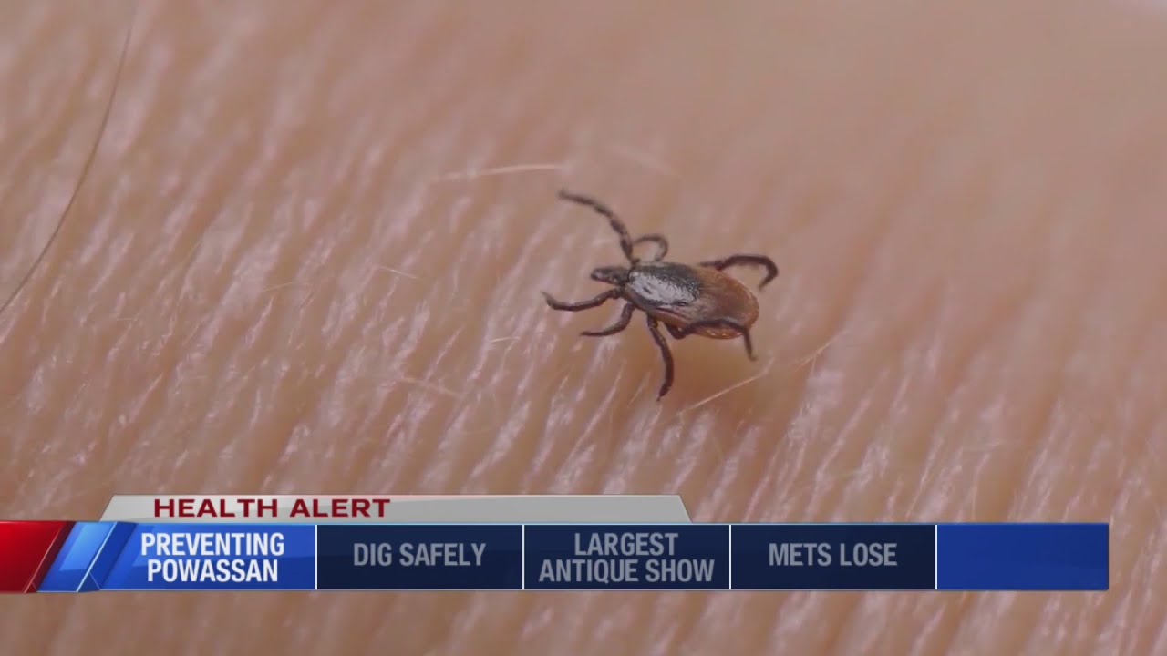 Powassan virus dangers