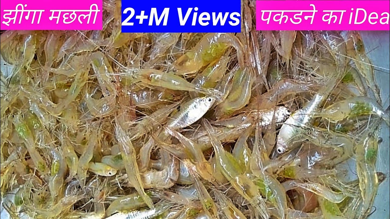 Prawns Fish Catching Idea | Machli Pakadne Ka Tarika | Chingri Fish | Machlike Kaise Pakadte Hain