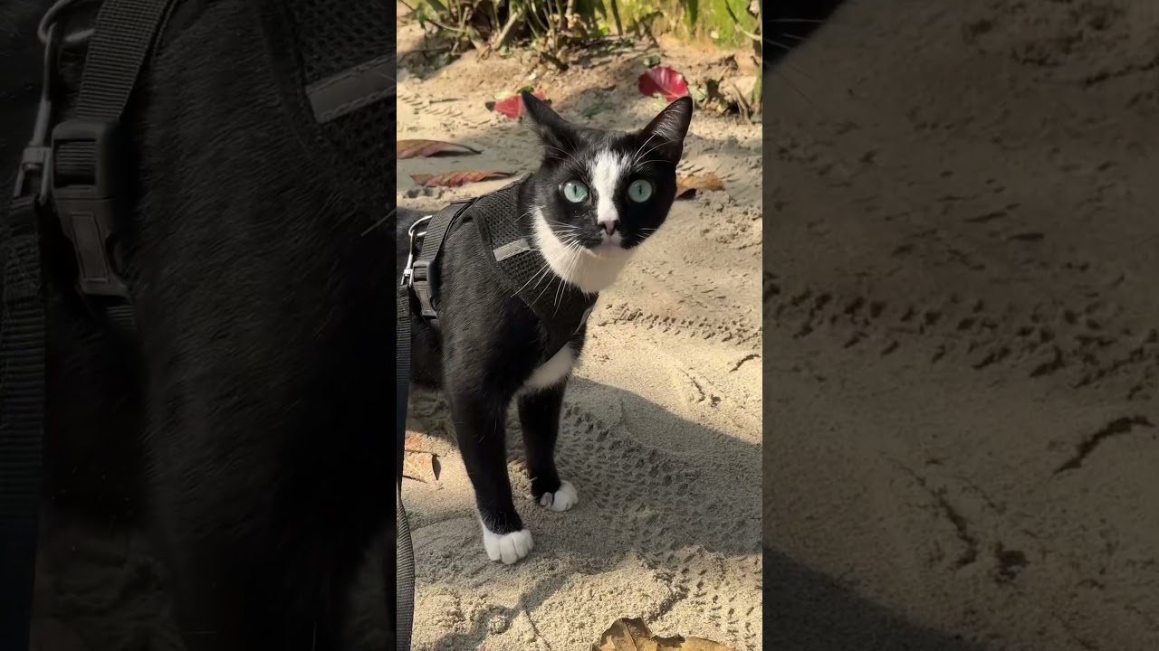 PRIMEIRA VEZ DO MEU GATO NA PRAIA #gatosengraçados #gatosfofos