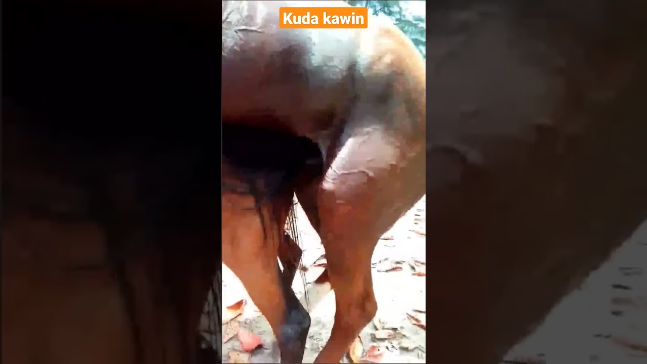 Proses perkawinan kuda