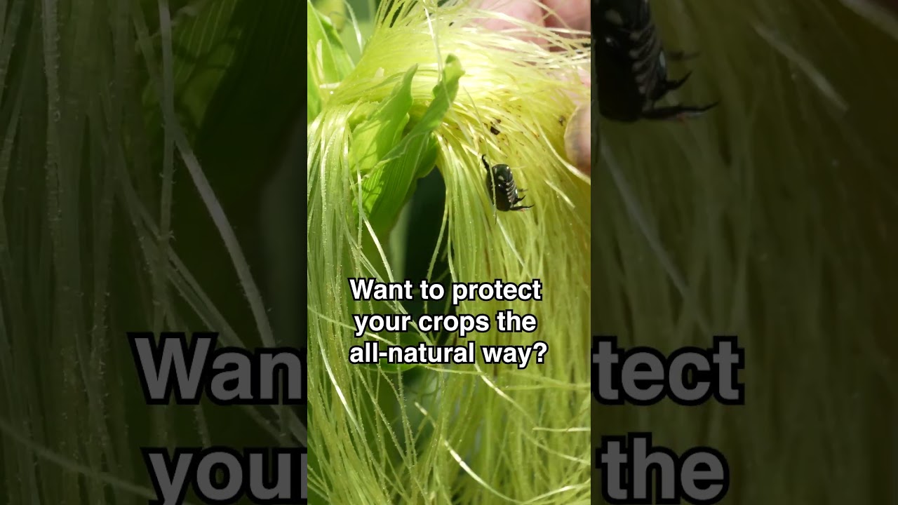 ❌🪲Protect Your Crops! ❌🪲