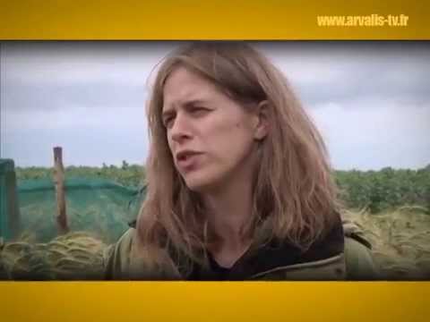 Présentation de l'essai sur Fusarium graminearum - ARVALIS-infos.fr