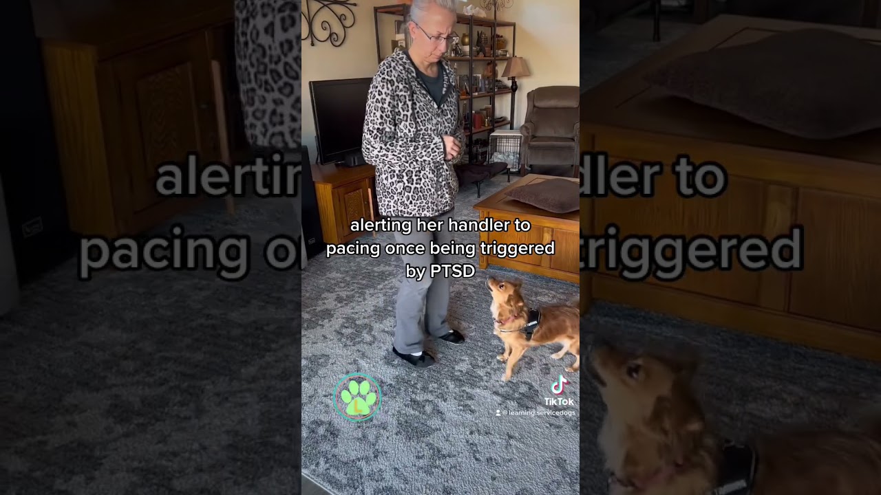 PTSD Service dog in training.