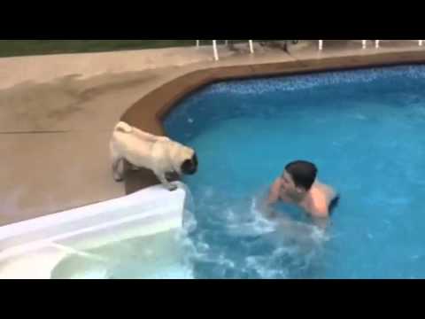 Pugs Tries To Attack Water