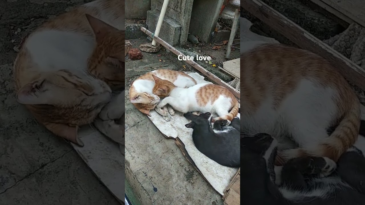 pure love 2 #love #purelove #cat #pets #ytshorts #youtube #youtubeshorts #yt #mumbai #lover #care