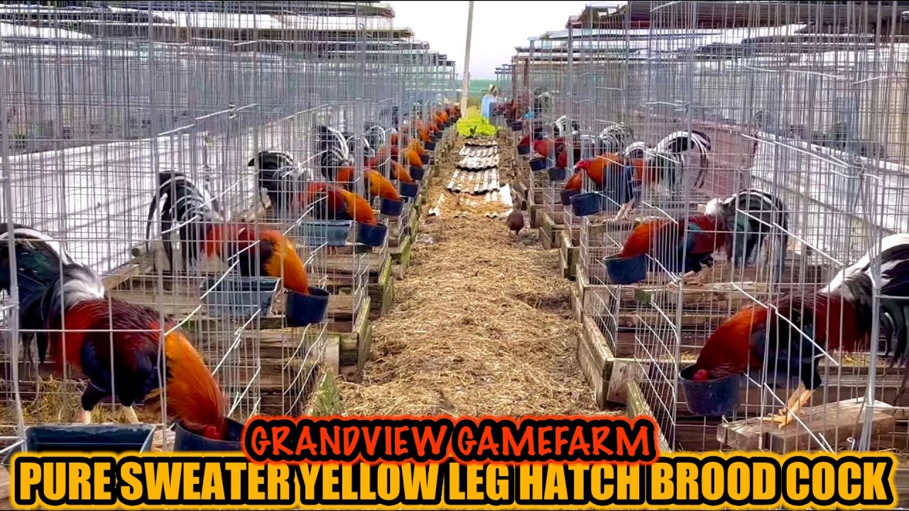Pure Sweater Yellow Leg Hatch Brood Cock ~ GRANDVIEW GAMEFARM