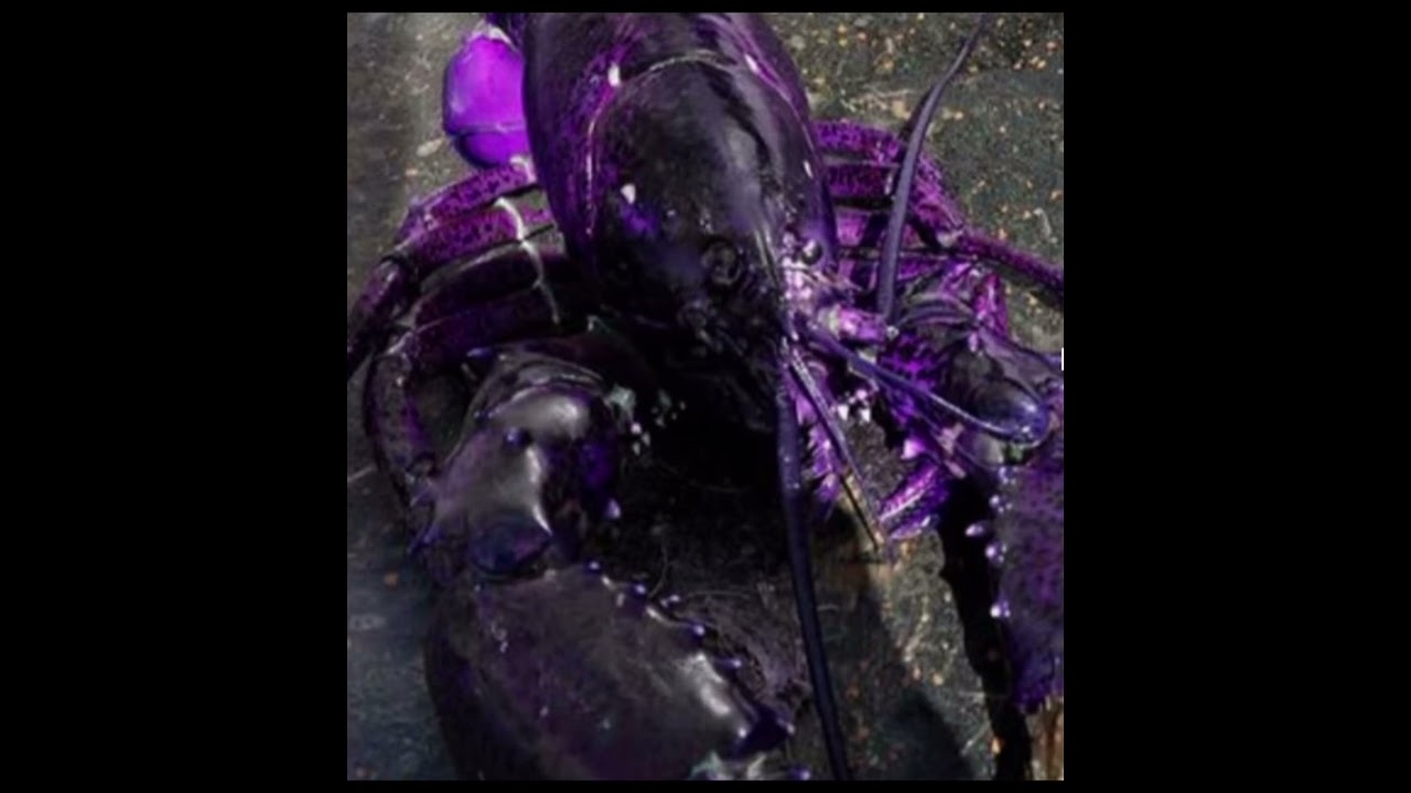 PURPLE LOBSTER JUMPSCARE