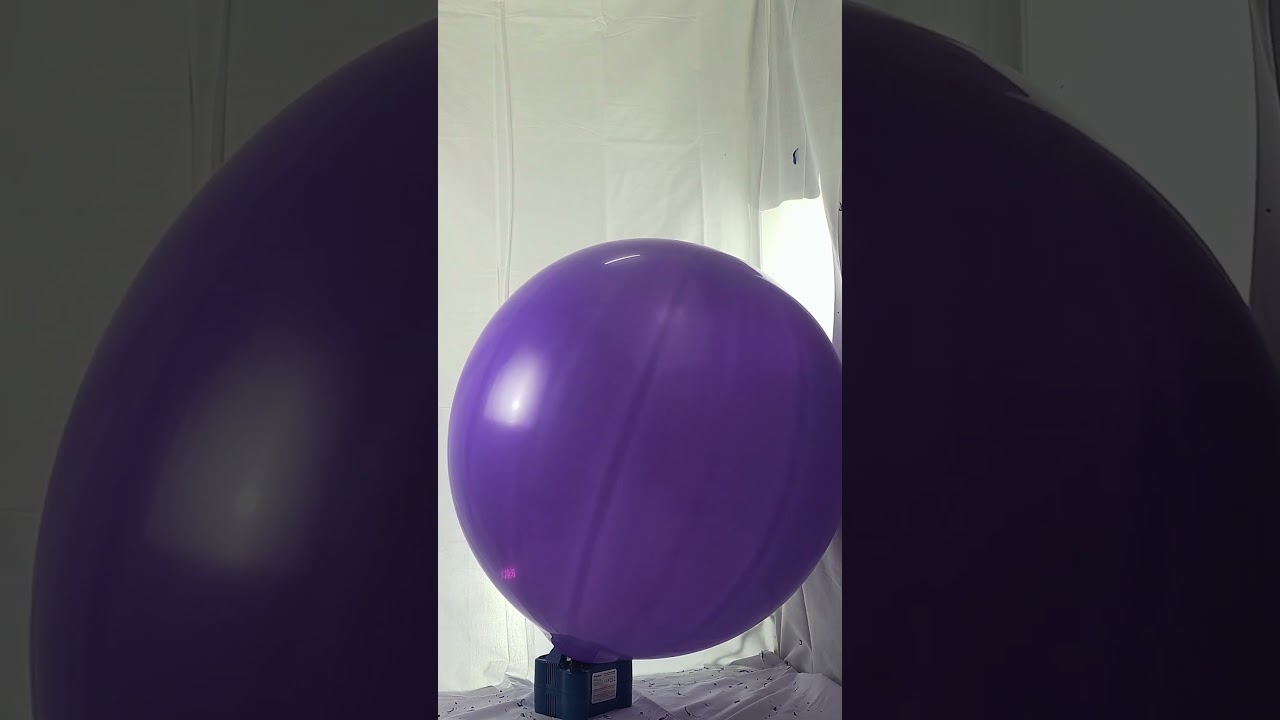 Quick BTP big round purple ballon blow to pop